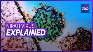 VIDEO: What is India’s Nipah virus and should Australians be worried? | Nipah Virus Outbreak Ha…