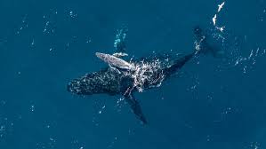 Drone captures rare video of ‘magical moment’ whale birth | Rare moment humpback whale gives birt…