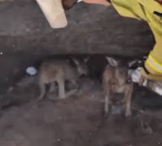 Firefighters Give Water to Thirsty Kangaroo Joeys Hiding Under Burnt Tree | Western Australian fi…