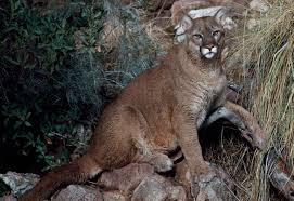 Woman dies in suspected mountain lion attack, Colorado’s first deadly encounter since 1999 | US w…