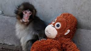 Fans flock to Japan zoo to see viral baby monkey Punch | Viral monkey Punch rejected by mother gi…