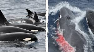Orcas kill young whale in front of shocked West Aussies | Boat full of tourists witness ‘momentou…