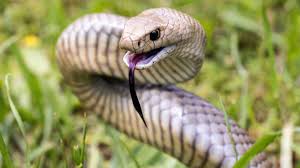 Highly venomous snakes will be migrating to Australia’s densely populated coastlines, global repo…