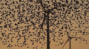 How many birds die from wind turbines? Surprising findings | ‘The Birdwatcher’ Turns Data Int…