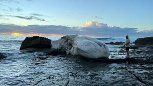 Sydney beaches closed after whale carcass attracts sharks | Sydney beaches closed over shark risk…