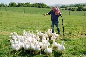 ‘Clarkson’s Farm’ Sets Season 5 Release Date | Returning: Clarkson’s Farm | Jeremy Clarks…