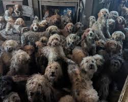 ‘It’s not AI, it’s real’: shock as RSPCA releases images of 250 dogs found at property | …