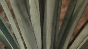 VIDEO: Prickly Potential: Australia’s emerging agave industry | Shake up your margaritas with the…