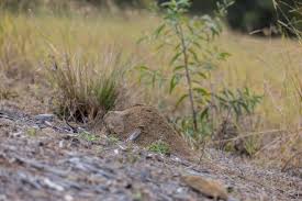 Fire ants spread to another Coast suburb | Backyard warning as $2bn invasive threat moves beyond …