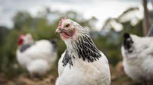 Ingham’s locks down WA operations after Australian H5 bird flu case | Watch 9News Latest Stories …