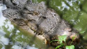 Man arrested after boy critically injured in crocodile enclosure at UK zoo | Man arrested after c…