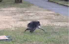 An Unusual-Looking Raccoon Nicknamed Jimothy Is Winning Hearts Across the Internet for His Short,…
