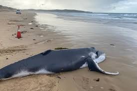 Baby whale that died on Sydney beach to be tested for H5N1 bird flu | Whale washes up at beach in…