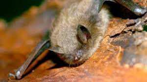 Canadian boy, 11, dies of rabies after waking to bat on his face | Canadian boy, 11, died from ra…