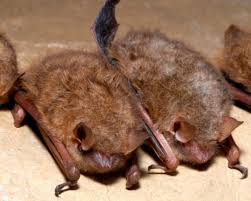 Canadian boy dies of rabies after waking to find bat on his face | Canadian boy died after awakin…