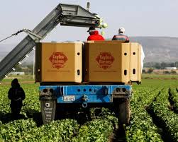 Cyclospora: iceberg lettuce recalled in 27 states and more products may follow | Lettuce Supplier…