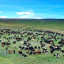 Reaction to the sale of Tasmania’s largest farm | Acting Premier calls on PM to step in on $100m …
