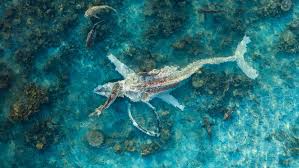 Shark threat closes popular beaches, snorkelling spots along Ningaloo coast | Kimberley and Pilba…