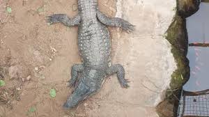 Boy, 3, attacked by crocodile in Huntingdon recovers at home | Boy injured in crocodile enclosure…