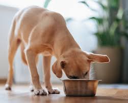 Dog food recalled in UK after reports of pets losing their sight | Dog food brand recall after re…