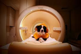 Dogs can tell when you’re happy, sad or frustrated, study shows | Dogs can distinguish between …