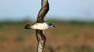 ‘List of doom’ outlines birds facing extinction if deadly flu spreads | Armageddon has arrived: A…