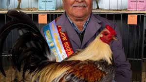 No poultry, but shows go on | Show organisers still have bird exhibits | BANTAM DOWN THE HATCHES