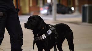 Police dog busts woman allegedly attempting to bring prohibited drugs into prison | Police Charge…