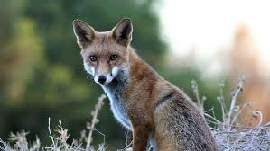 Suspected bird flu infection in fox sparks fears of ‘long-distance’ spread | Australia has just 1…